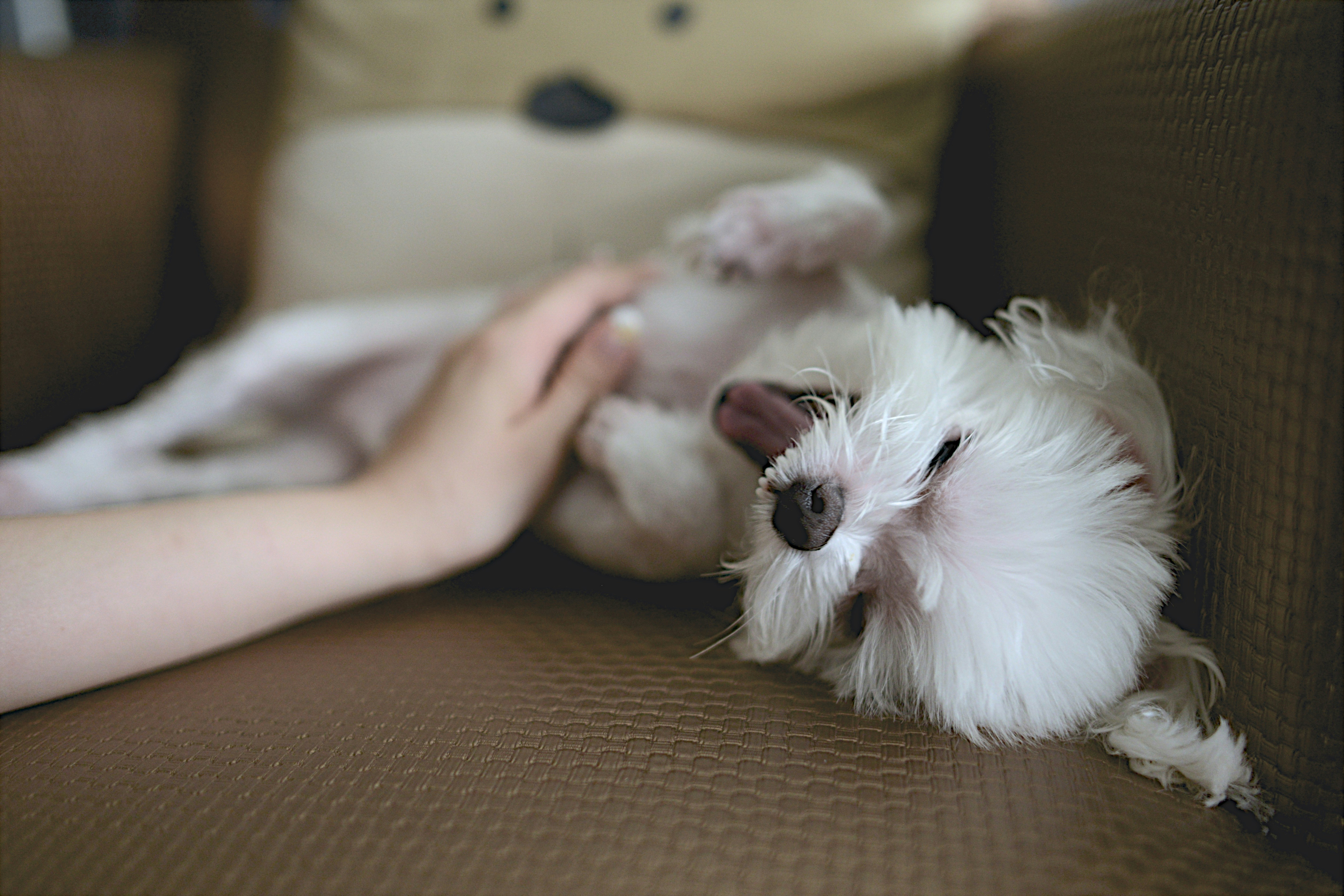 Dog Sitting and Dog Walking in Hong Kong